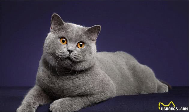 寿命较长的6种猫咪，养过的人都很幸运