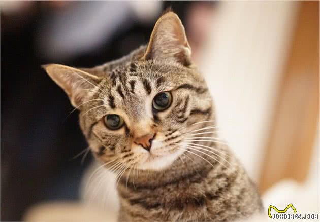 寿命较长的6种猫咪，养过的人都很幸运