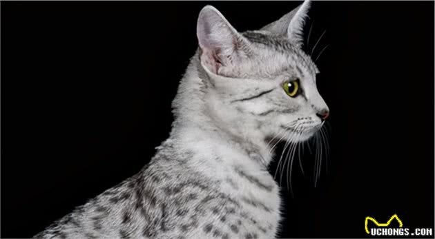 寿命较长的6种猫咪，养过的人都很幸运