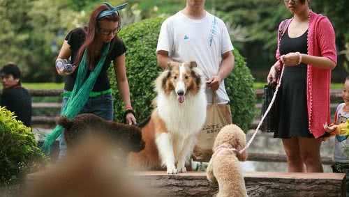 养狗人的12个怪癖，你就说你中招没就完了