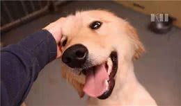 一只狗最好的生活状态，有得吃，有得玩，有人懂