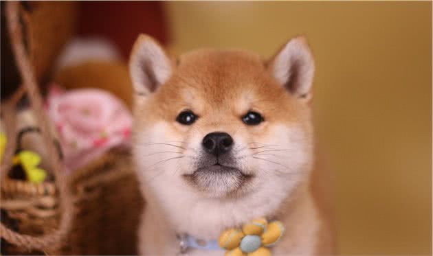 分不清柴犬和秋田犬？它们的区别在哪里？