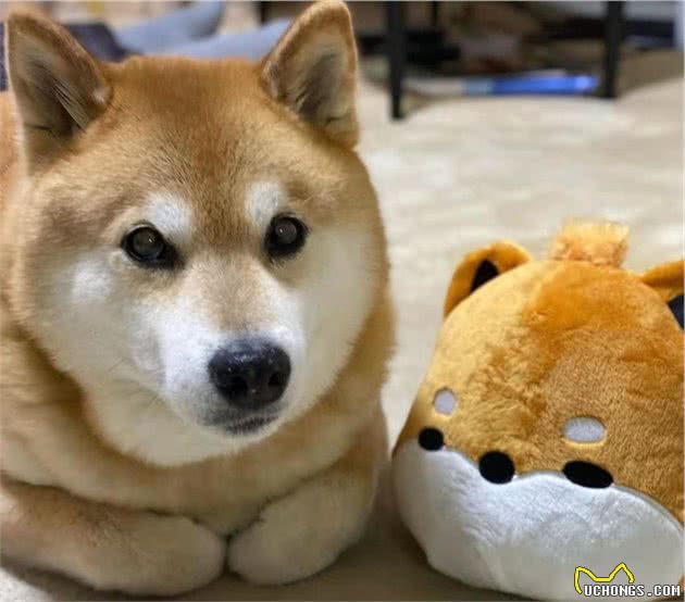 买柴犬怎么挑？怎么分别品相好坏？