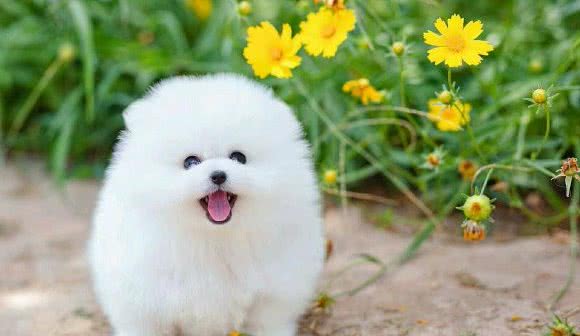 为什么养过博美犬的人，都不建议养公犬呢？5个原因太戳心了