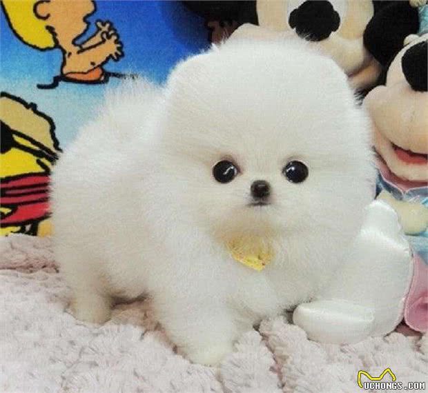 为什么养过博美犬的人，都不建议养公犬呢？5个原因太戳心了