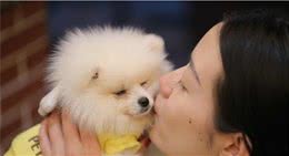 为什么养过博美犬的人，都不建议养公犬呢？5个原因太戳心了