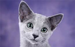 蓝猫不只是英短，这一种蓝猫一般人真的养不起，出了名的烧钱