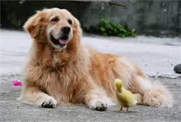 狗狗小小毛病最后却变绝症？为爱犬健康着想，主人需注意日常隐患