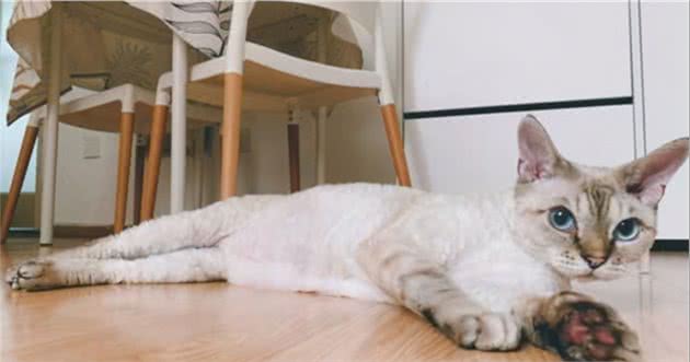 德文卷毛猫吃什么猫粮好？怎么挑选德文卷毛猫的猫粮？
