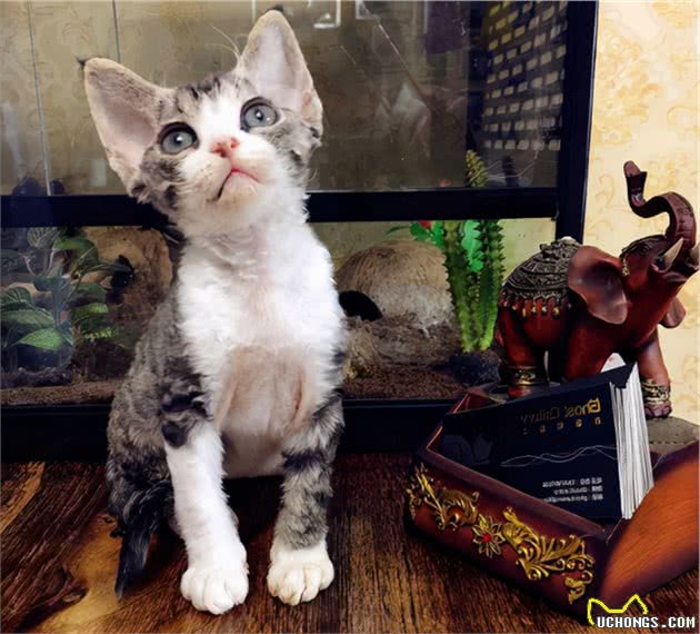 德文卷毛猫吃什么猫粮好？怎么挑选德文卷毛猫的猫粮？