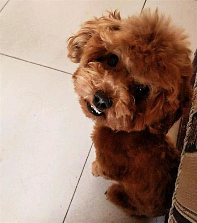 泰迪犬为什么爱咬主人？这几点心理因素，不容忽视