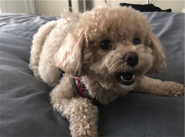 泰迪犬为什么爱咬主人？这几点心理因素，不容忽视