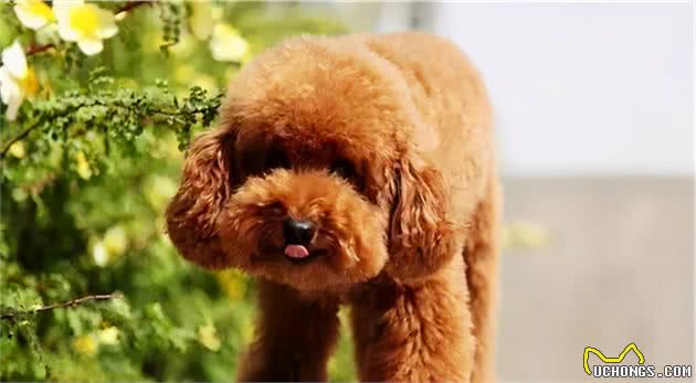 泰迪犬为什么爱咬主人？这几点心理因素，不容忽视
