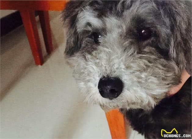 泰迪犬为什么爱咬主人？这几点心理因素，不容忽视