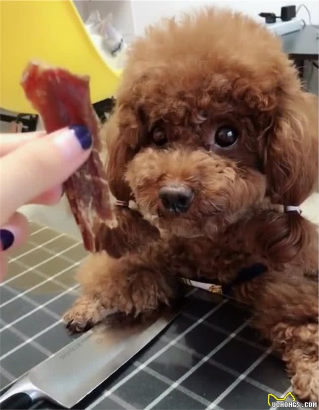 泰迪犬为什么爱咬主人？这几点心理因素，不容忽视