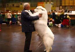 关于大白熊犬的冷知识，你知道几个？#大白熊犬##宠物#