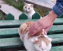 全网最委屈猫：为啥不摸我？是我不够可爱吗
