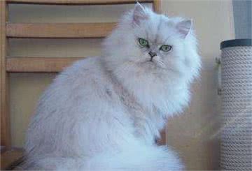 比波斯猫还小的金吉拉猫