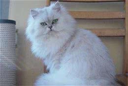 比波斯猫还小的金吉拉猫