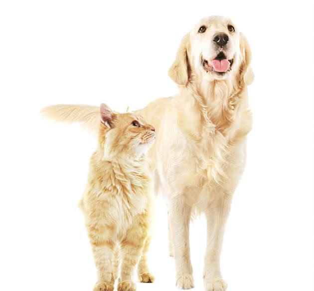 犬界中最不适合做警犬的五种犬