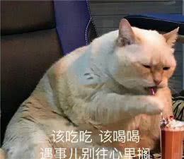 “买猫一时爽，养猫火葬场”的6种猫，养了哭都没眼泪