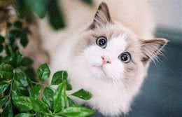 最聪明的5种猫咪，养过的人都知道，它特别懂事