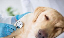 养狗小贴士：学好狗狗身体诊断法，关键时刻救它一命