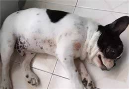 法国斗牛犬有这些特征，是在跟你“告别”