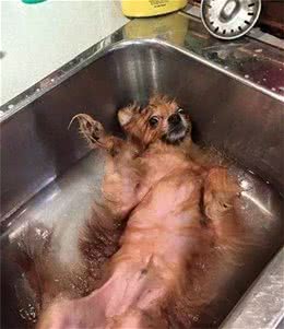 各位铲屎官注意啊