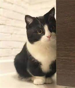 猫咪感冒了有什么症状？需要做些什么？