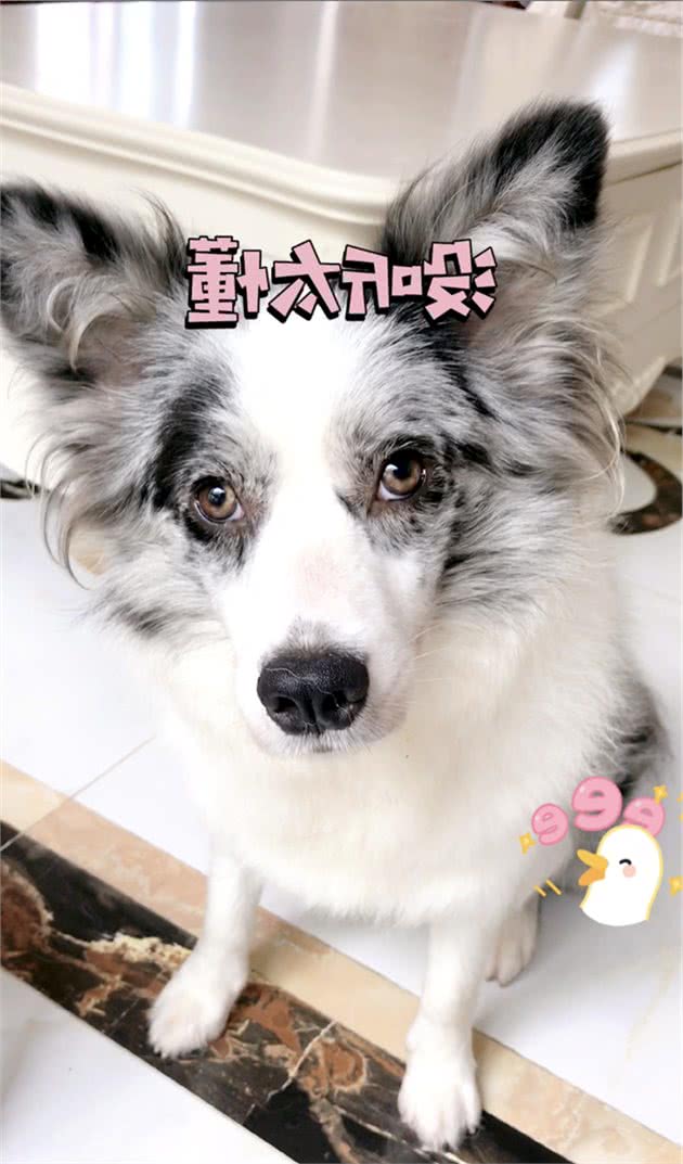 你想知道，狗狗嫉妒起来会耍什么小聪明吗？
