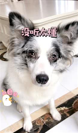 你想知道，狗狗嫉妒起来会耍什么小聪明吗？