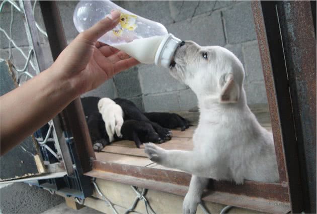 辟谣，狗狗并非不能喝牛乳，只是另两类乳制品相比牛奶更适合幼犬