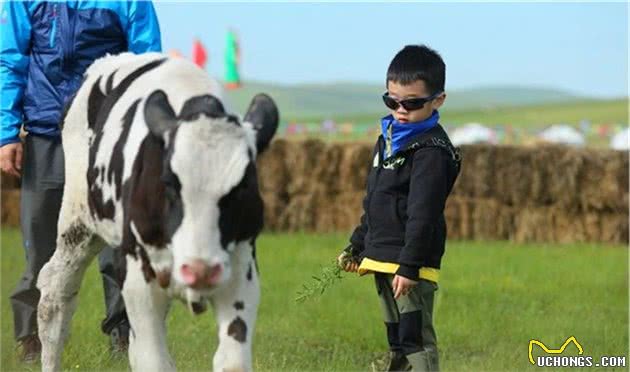 辟谣，狗狗并非不能喝牛乳，只是另两类乳制品相比牛奶更适合幼犬