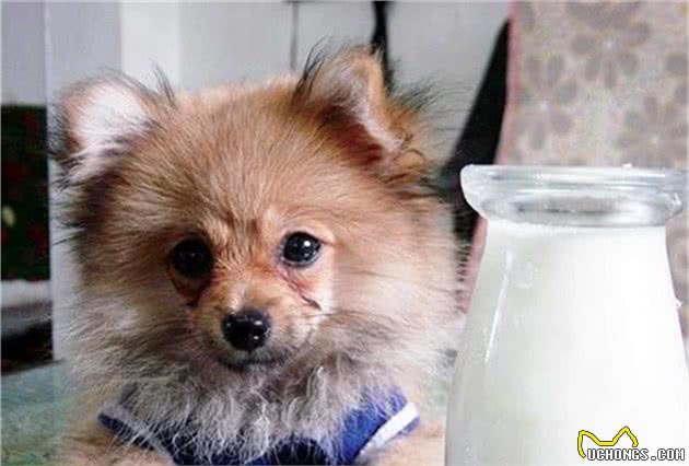 辟谣，狗狗并非不能喝牛乳，只是另两类乳制品相比牛奶更适合幼犬
