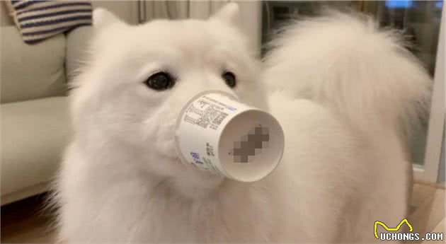 辟谣，狗狗并非不能喝牛乳，只是另两类乳制品相比牛奶更适合幼犬