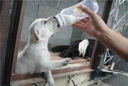 辟谣，狗狗并非不能喝牛乳，只是另两类乳制品相比牛奶更适合幼犬