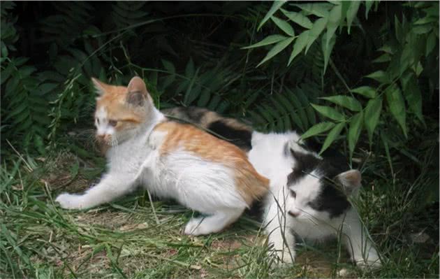 寒冬到来，流浪猫狗怎样过冬？虽然是老生常谈，却值得认真思考