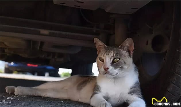 寒冬到来，流浪猫狗怎样过冬？虽然是老生常谈，却值得认真思考