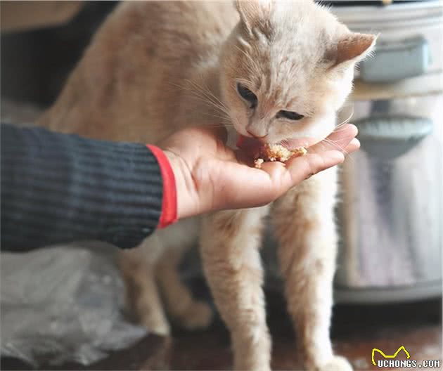 寒冬到来，流浪猫狗怎样过冬？虽然是老生常谈，却值得认真思考