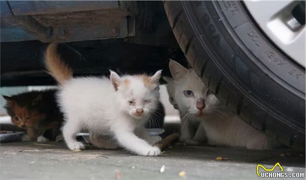 寒冬到来，流浪猫狗怎样过冬？虽然是老生常谈，却值得认真思考