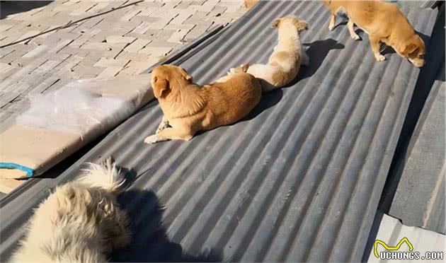 寒冬到来，流浪猫狗怎样过冬？虽然是老生常谈，却值得认真思考