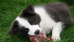 训犬师不给狗狗零食奖励它也听话，为什么主人不行？可能顺序错了