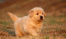 家有爱犬：幼犬能够吃什么？幼犬喂养手册
