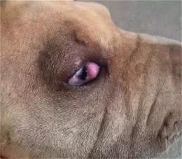 狗狗时常有泪痕，是因为它们晚上在默默的哭泣吗？