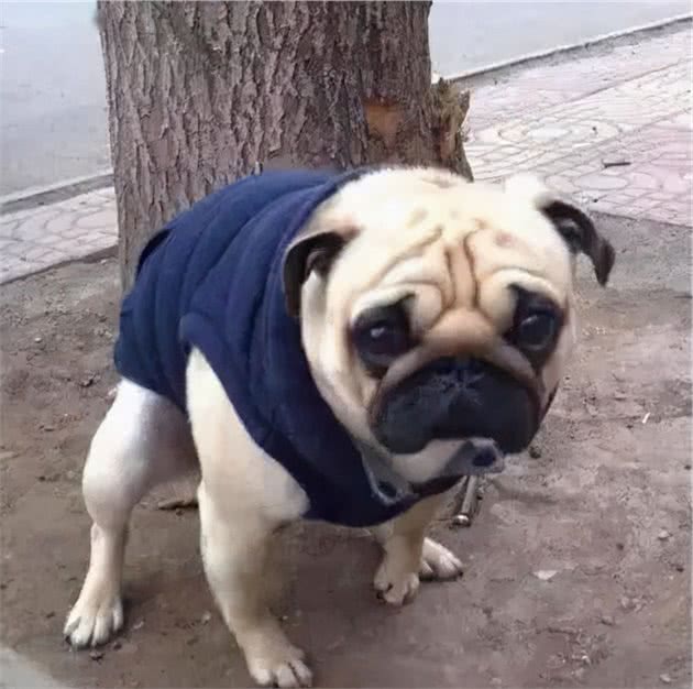 狗狗拉粑粑喜欢看人，原来是因为这几个原因