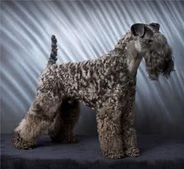 世界上15种最昂贵的犬种，你家的宠物有在其中么？