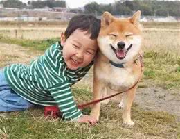 曾经“风靡全国”的柴犬，为何现在养的人少了？
