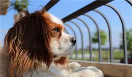 想让狗狗健康成长要做好这五点