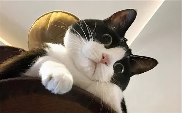 这几种猫咪，要养上一只，才能不留遗憾